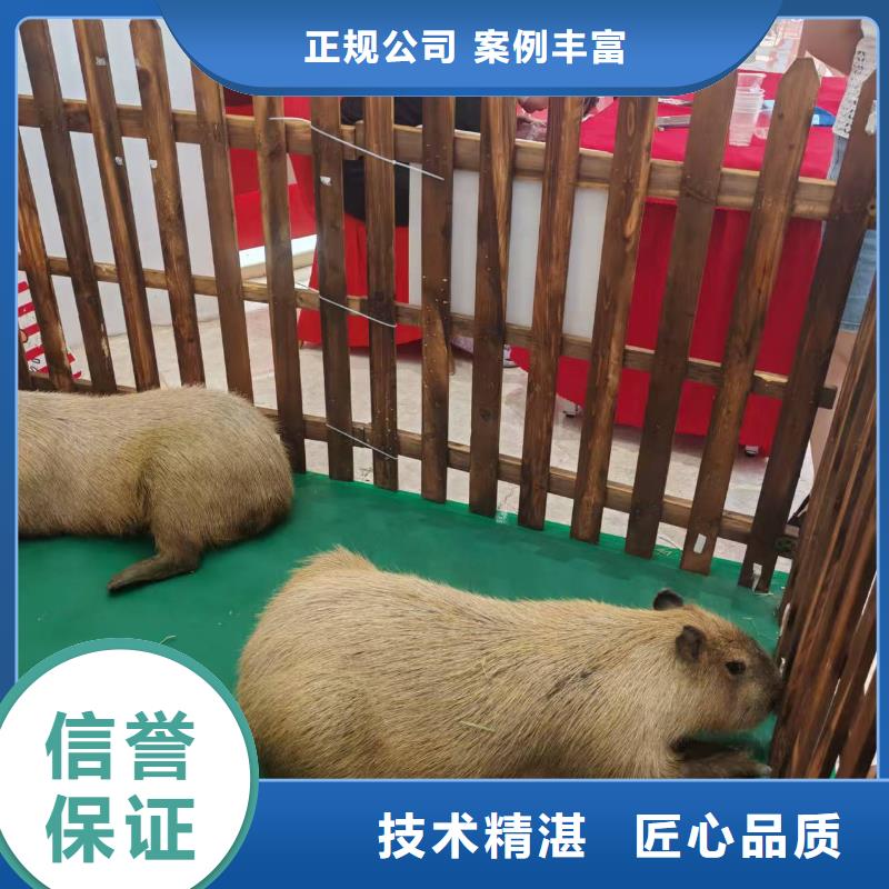 水豚出租货真价实