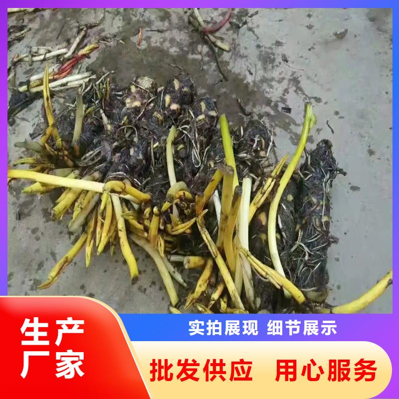 适应广荷花苗【多图】