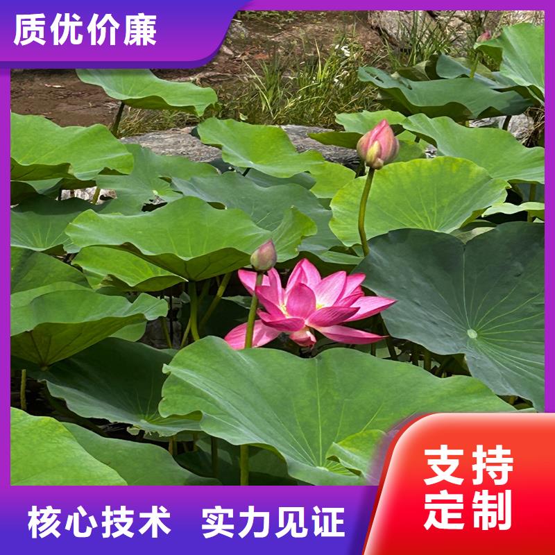 服务周到的精品荷花苗公司