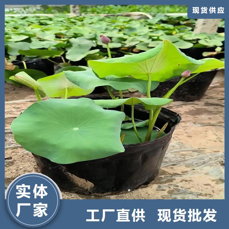 大型荷花-2025厂家热销产品