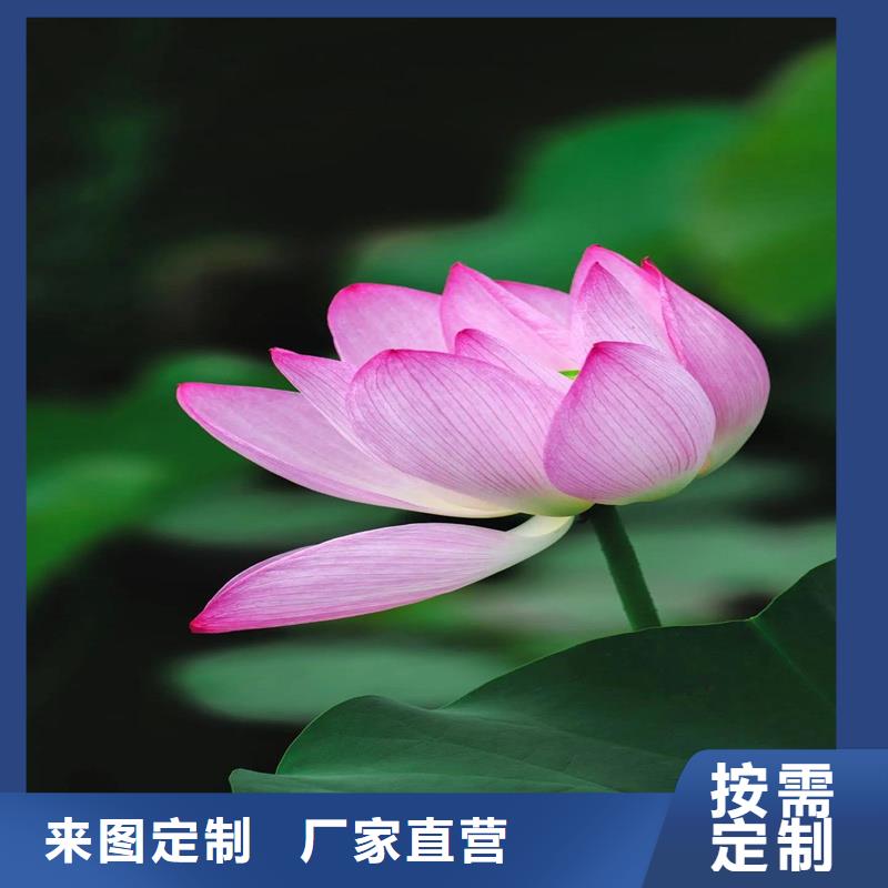 荷花苗品牌-报价_荷景园林绿化工程有限公司