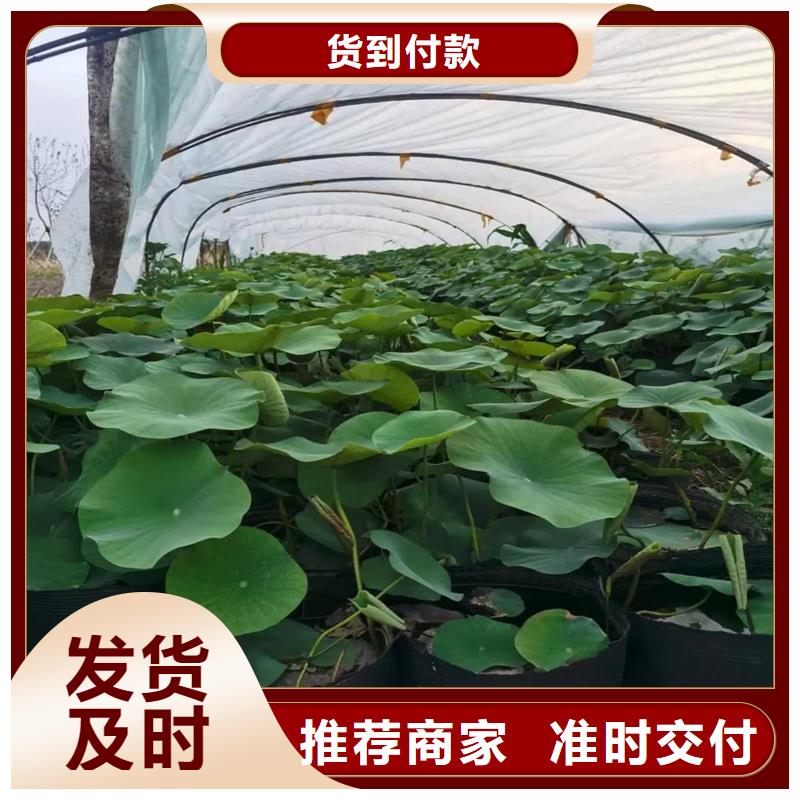大型荷花苗现货直供