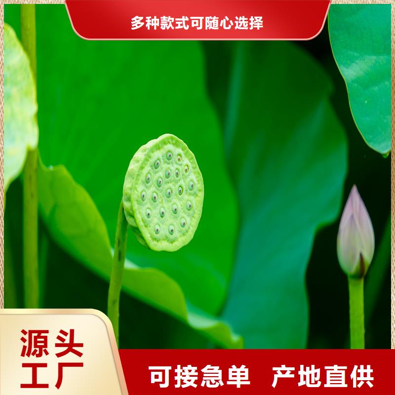 大型荷花苗现货直供