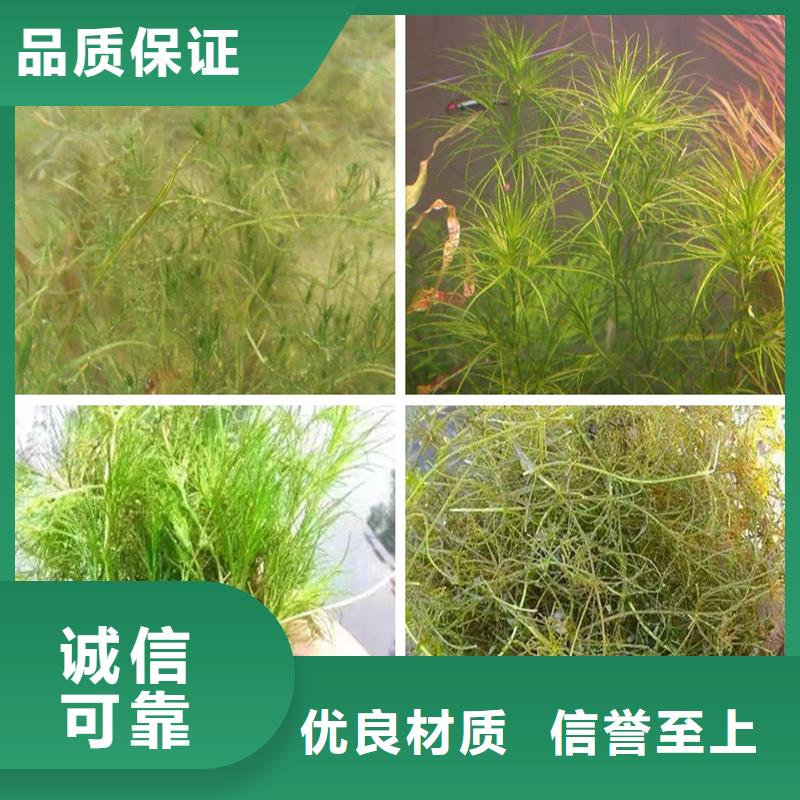 卖竹叶眼子菜的供货商