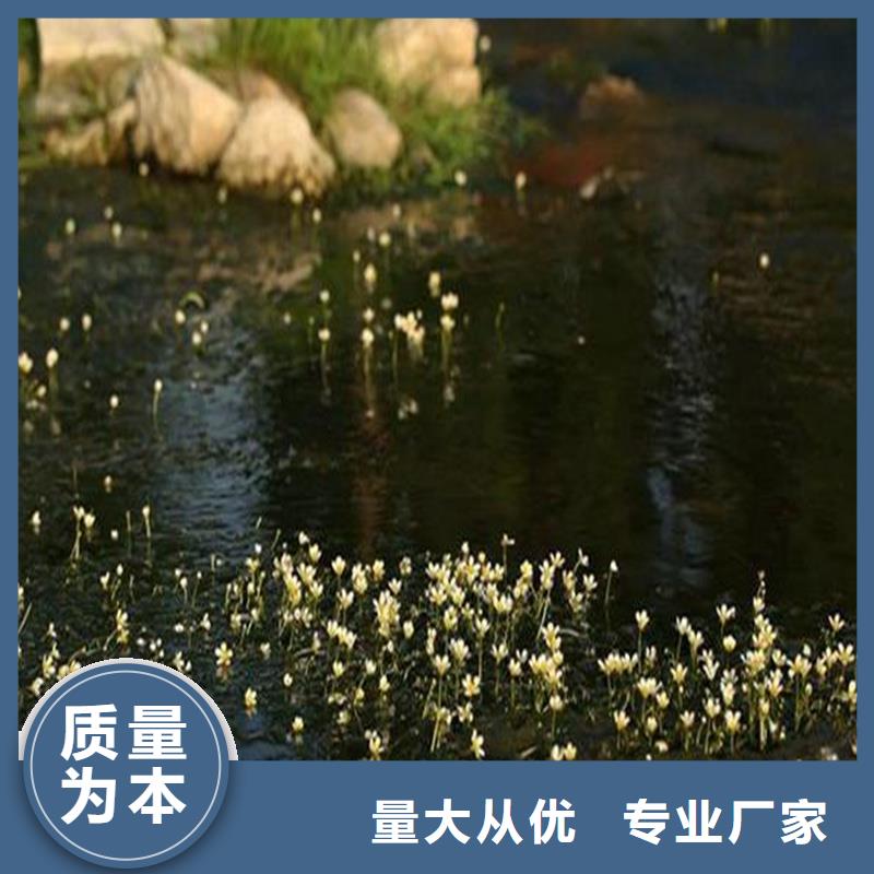 角果藻厂家值得信赖