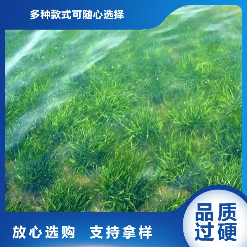 信誉好的水毛茛厂家_质量保证