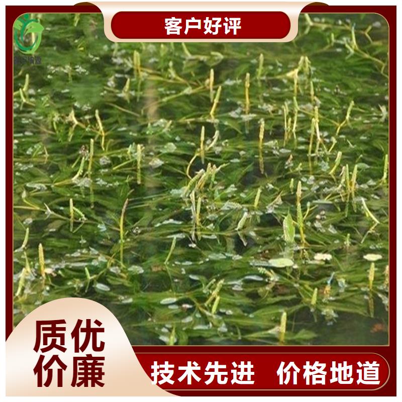 菹草厂家-菹草定制