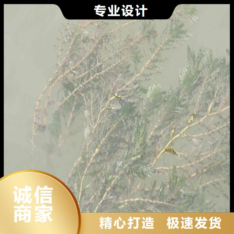 实力雄厚的金鱼藻生产厂家