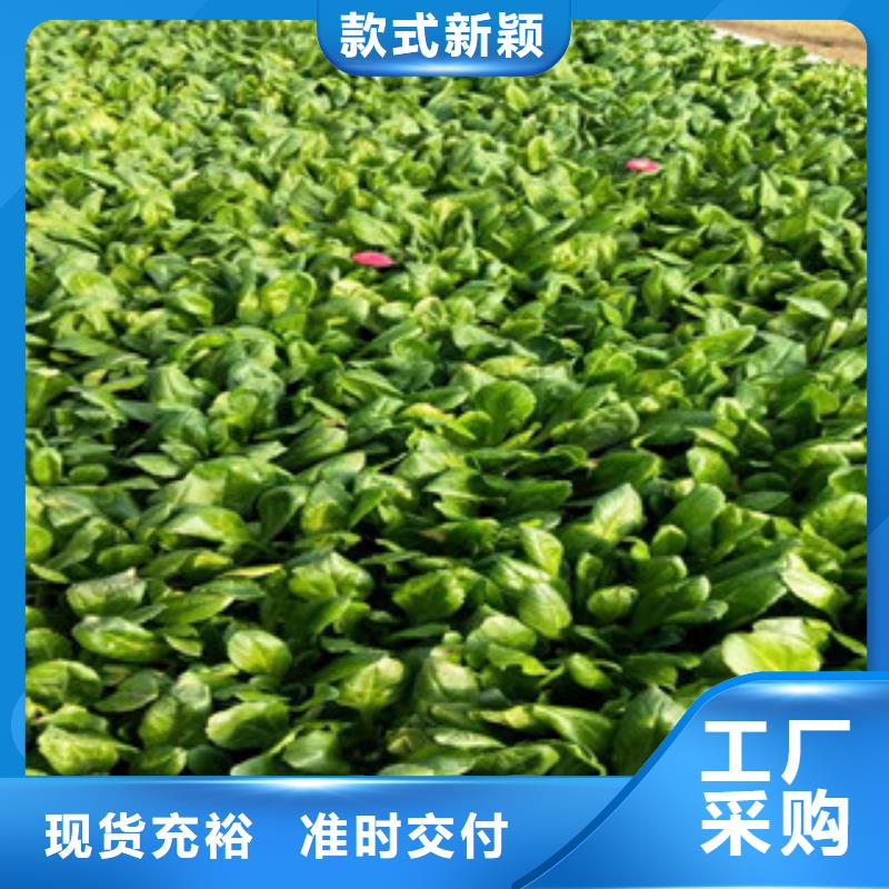 时令草花花海景观工程核心技术