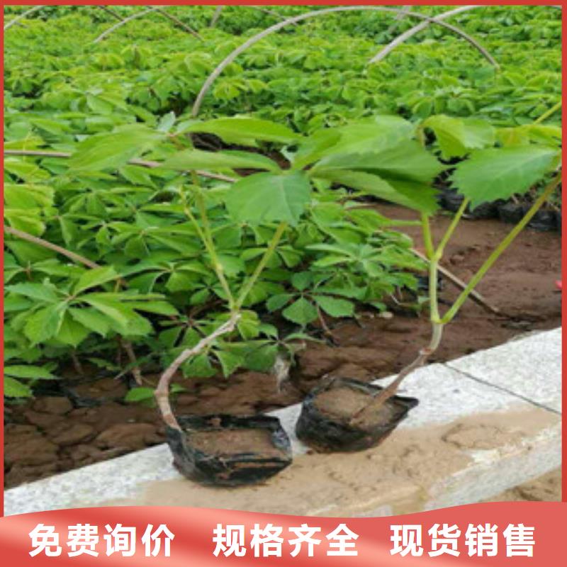 宿根花卉柳叶马鞭草/薰衣草 当地货源