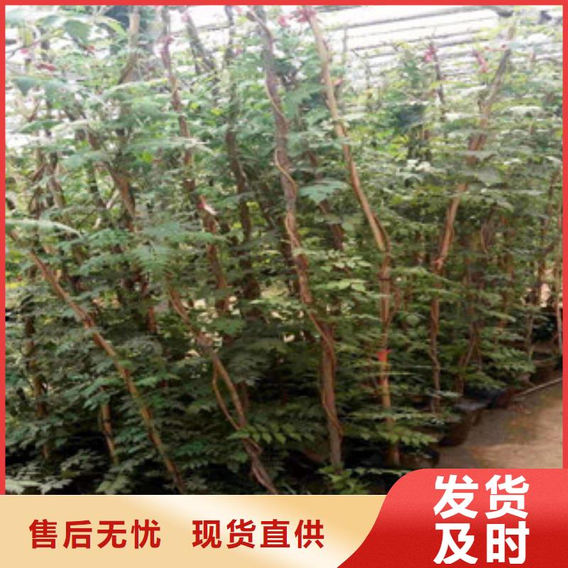 宿根花卉柳叶马鞭草/薰衣草 当地货源