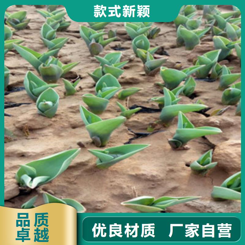 花海景观观赏草/蒲苇狼尾草做工精细