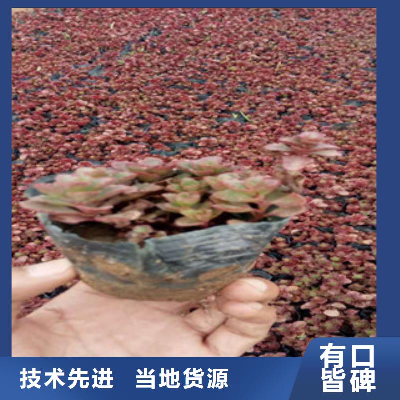 花海景观观赏草/蒲苇狼尾草做工精细