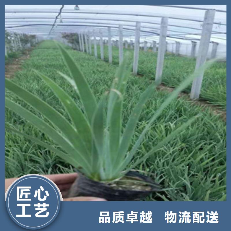 花海景观观赏草/蒲苇狼尾草做工精细