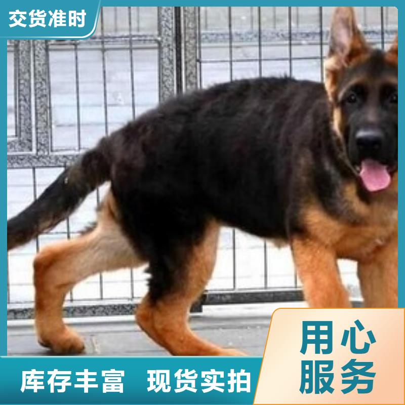 德国牧羊犬马犬专业设计