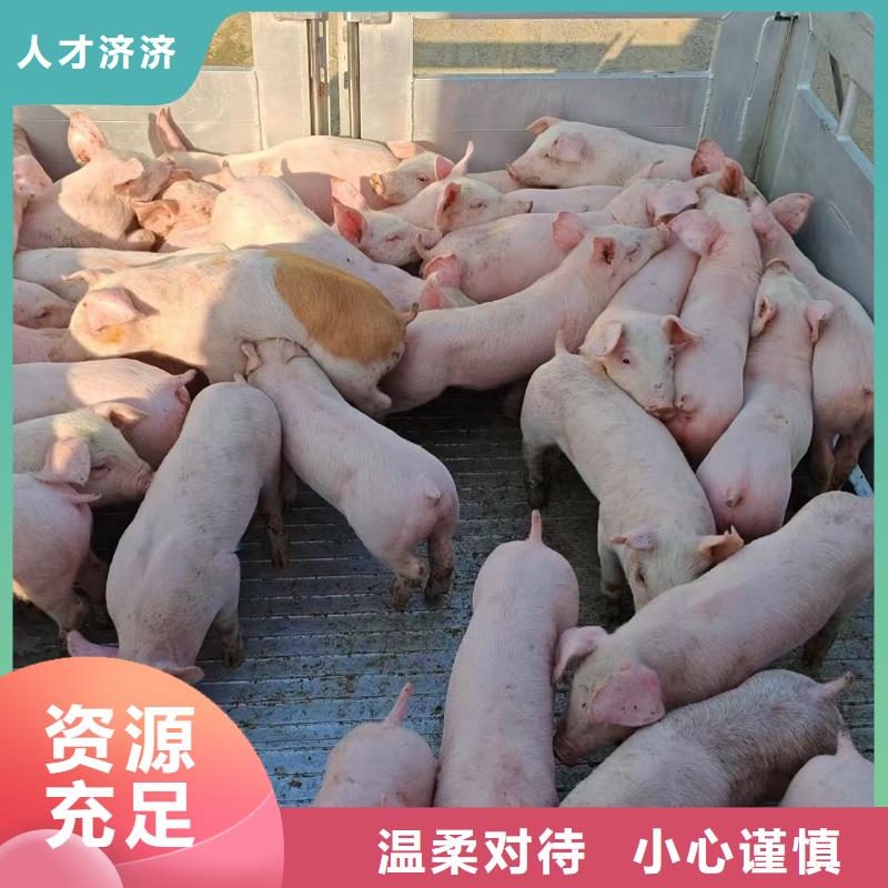 商丘到南浔物流公司