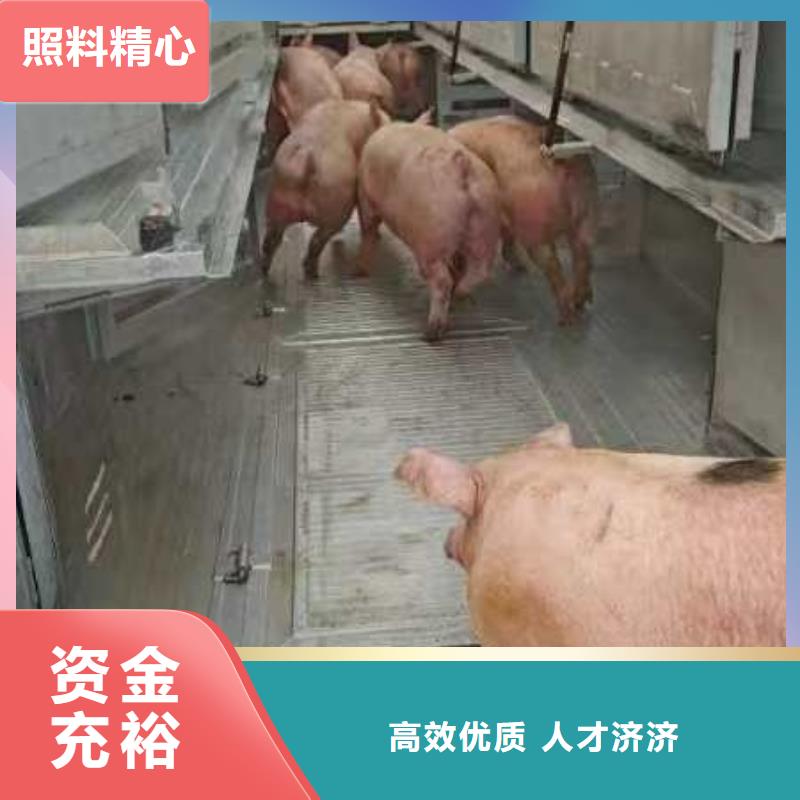 商丘到秀洲物流公司