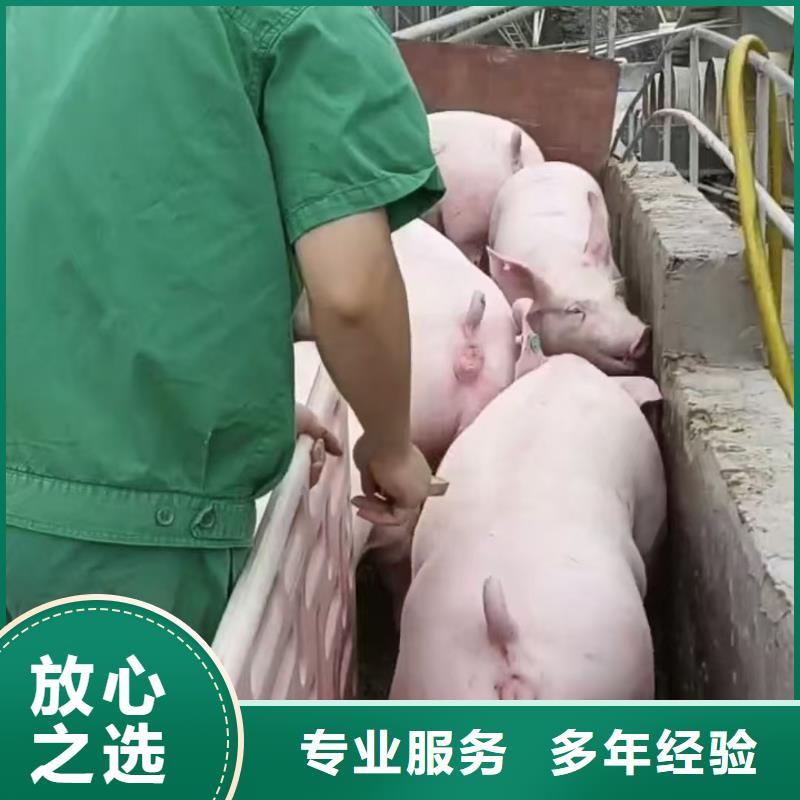 商丘到常德物流公司